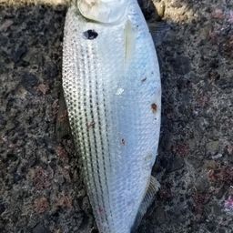 コノシロ