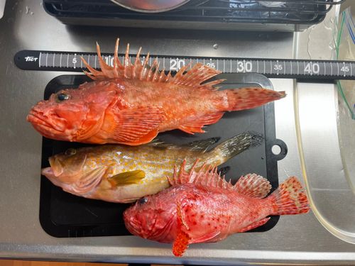 オニカサゴの釣果