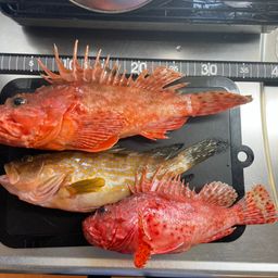 オニカサゴ