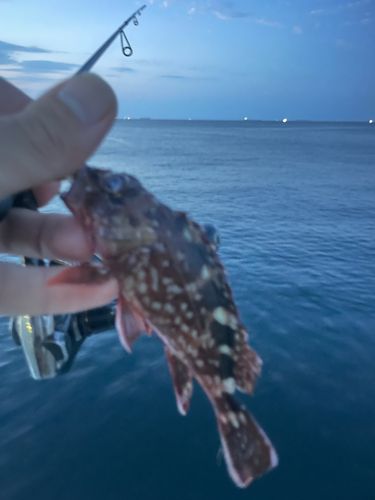 カサゴの釣果