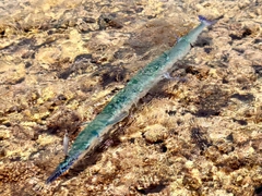 オキザヨリの釣果