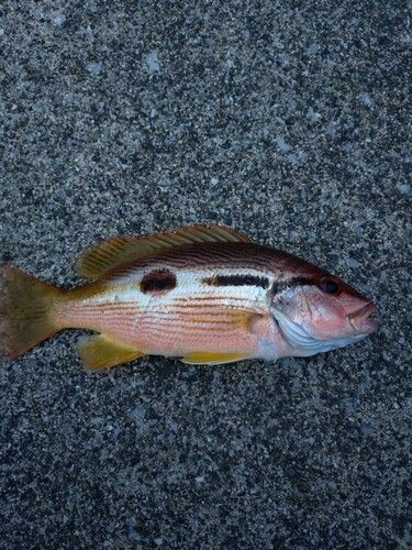 ヨコスジフエダイの釣果