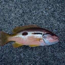 ヨコスジフエダイ