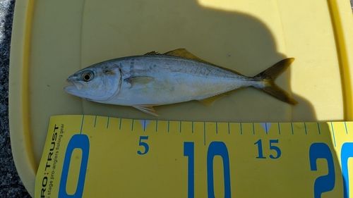 シマアジの釣果