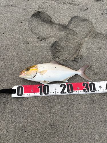 ショゴの釣果