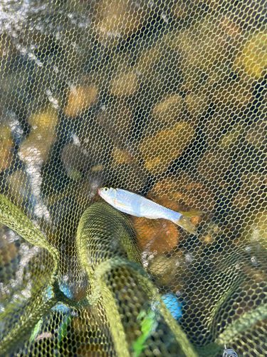 オイカワの釣果