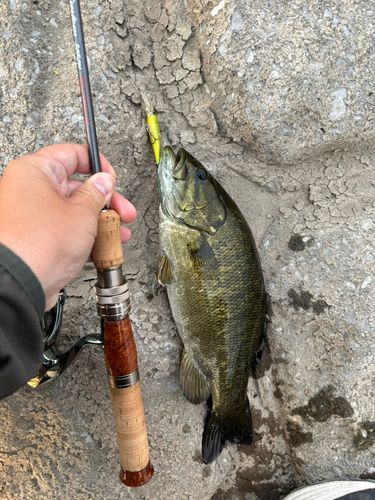 スモールマウスバスの釣果