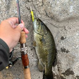 スモールマウスバス
