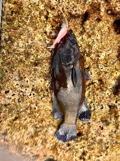 アオノメハタの釣果