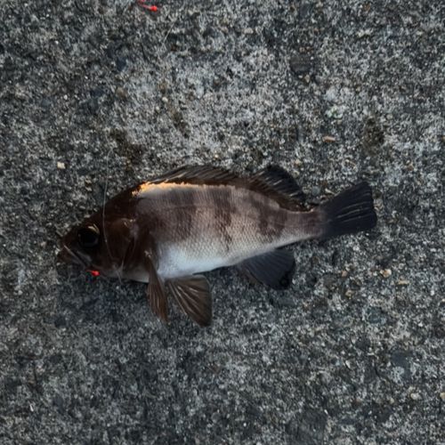 メバルの釣果