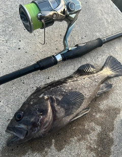 クロソイの釣果