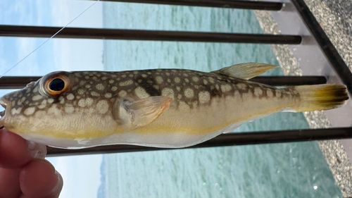 ショウサイフグ