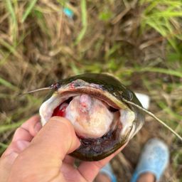 マナマズ
