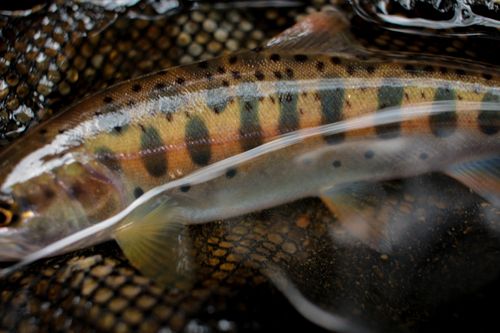 ヤマメの釣果
