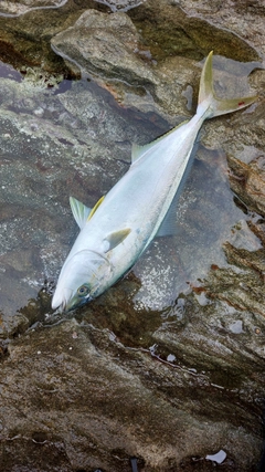 ヒラマサの釣果