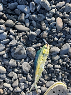 シイラの釣果