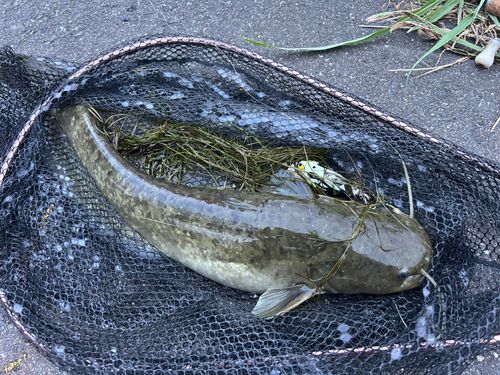 ナマズの釣果