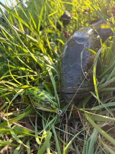 ライギョの釣果