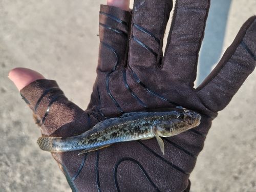 マハゼの釣果