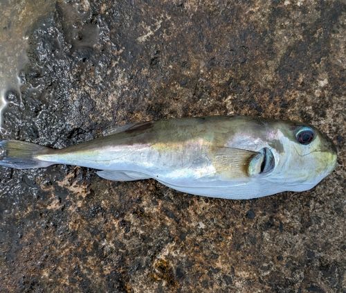 シロサバフグの釣果