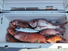 マダイの釣果