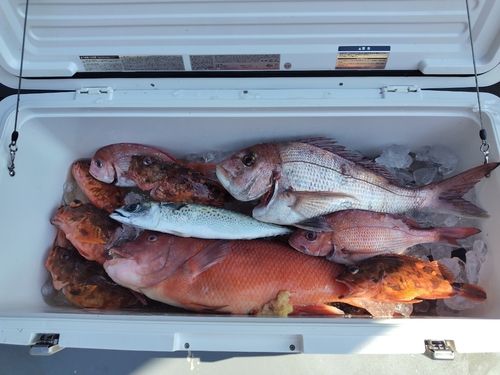 マダイの釣果