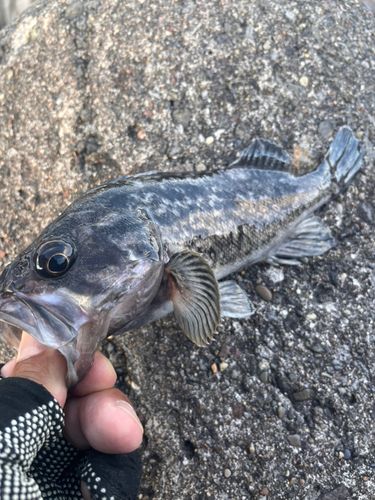 クロソイの釣果
