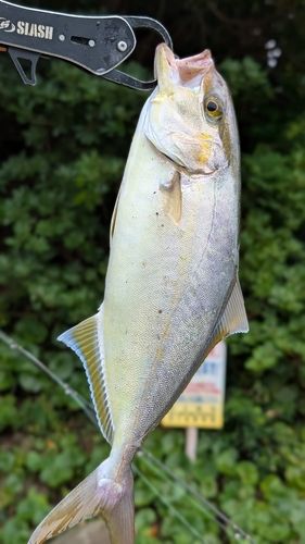 ネリゴの釣果
