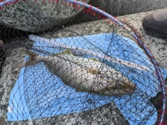 ショゴの釣果