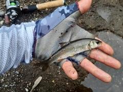 ウグイの釣果