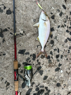 ネリゴの釣果