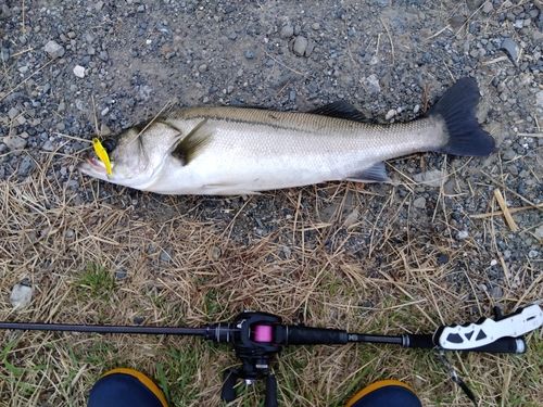セイゴ（マルスズキ）の釣果