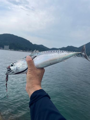 ソウダガツオの釣果