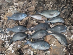クチブトグレの釣果