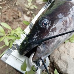 アメリカナマズ