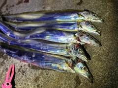 テンジクタチの釣果