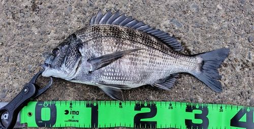 クロダイの釣果