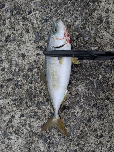 ヤズの釣果