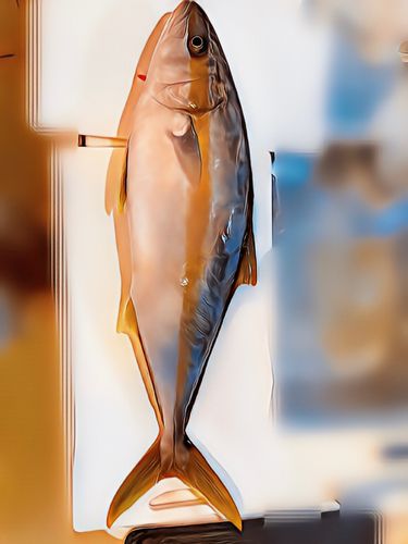 ヒラマサの釣果