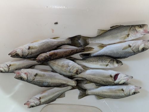 シーバスの釣果