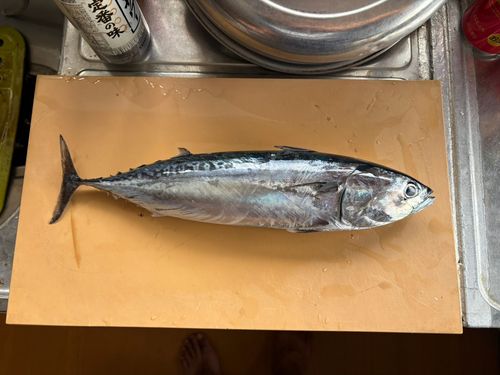 ソウダガツオの釣果