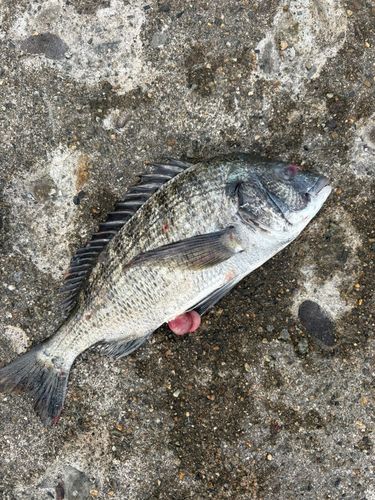 チヌの釣果