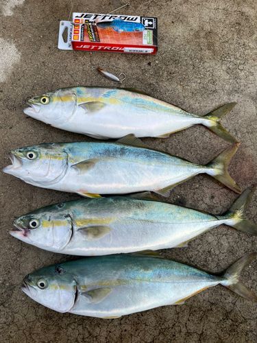 ツバスの釣果
