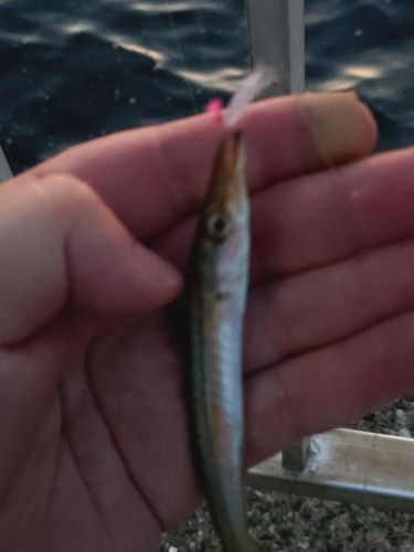 釣果
