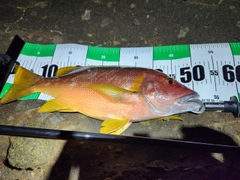 シブダイの釣果