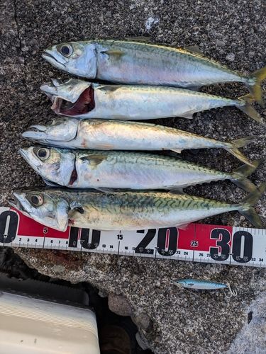 サバの釣果