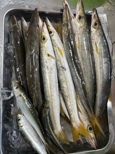 カマスの釣果