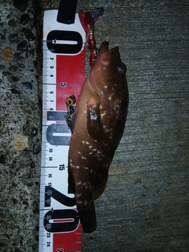 キジハタの釣果