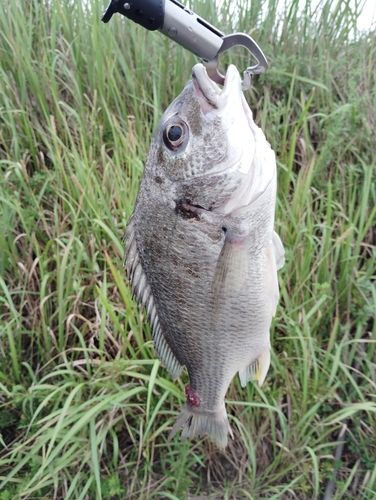 キビレの釣果