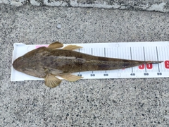 マゴチの釣果